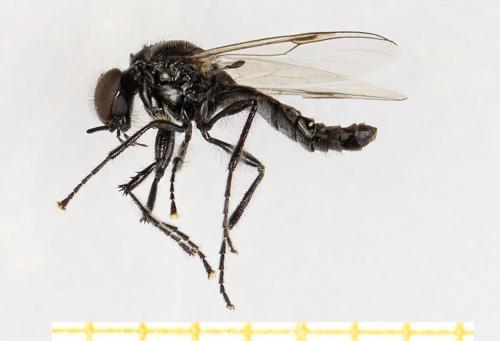 Dilophus febrilis